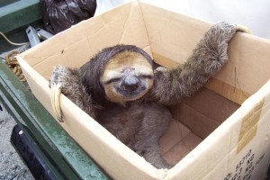 Sloth